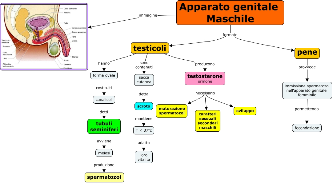 132 Lapparato Genitale Maschile 6567